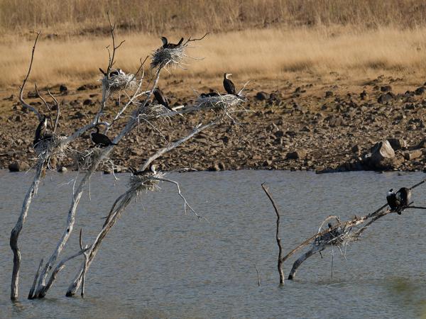 <h3><a href="/trips/safari/biota/animalia/chordata/aves/016 suliformes/003 phalacrocoracidae/phalacrocorax lucidus/phalacrocorax lucidus-en.html">Phalacrocorax&nbsp;lucidus</a> / White‑breasted&nbsp;cormorant / Witborstaalscholver</h3>OM-1 Mark II with OLYMPUS M.300mm F4.0, 1/2000 sec at F4.0, ISO 320, distance 279&nbsp;m